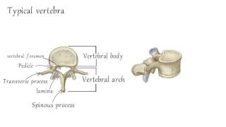 Cervical Vertebrae Anatomy [upl. by Pietje586]