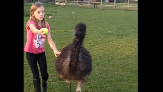 Pet Emu Playing Fetch With Little Girl [upl. by Adni]