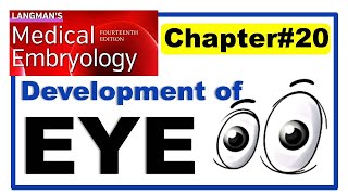 Langman Chapter20  Development of EYE  Embryology  Dr Asif Lectures [upl. by Ahsieker]