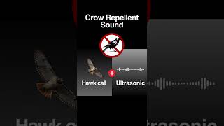 Crow repellent sound Hawk calls and ultrasonic Shorts [upl. by Kloman]