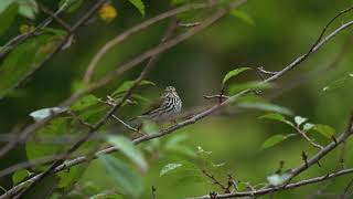 Ovenbird Looking Around [upl. by Atinreb]