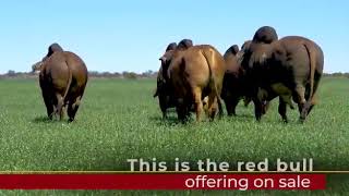 Introducing the Red Brahman bull race at the KroonVee Brahmans farm [upl. by Russon]