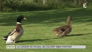 ANIMAUX  Le canard de Rouen un colvert bien portant [upl. by Brittni817]