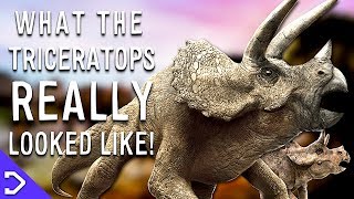 What Did The Triceratops REALLY Look Like [upl. by Synned]