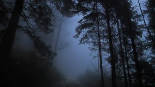 Virtual Drive Through The Dark and Foggy Forest  Rain and Thunder [upl. by Nivram130]