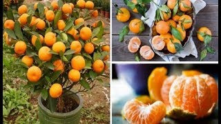 Como Fazer uma Alporquia de Pé de Laranja Cravo Ponkan Mexerica Tanjerina Bergamota [upl. by Riccardo]