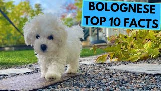 Bolognese Dog Breed  TOP 10 Interesting Facts [upl. by Feetal]