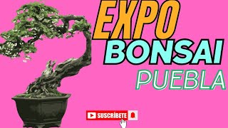 Expo bonsai en Puebla atravez del club bonsai Puebla bonsai puebla [upl. by Connors585]