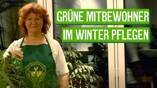 ZimmerpflanzenPflege im Winter  Der Grüne Tipp [upl. by Firehs]