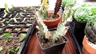 All About Euphorbias  How Euphorbias Differ From Cacti [upl. by Igig]