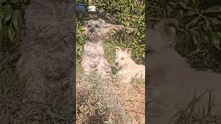 APT 🐕❤️ SCHNAUZER AND SCHNOODLE song pop music dog [upl. by Lehcim]