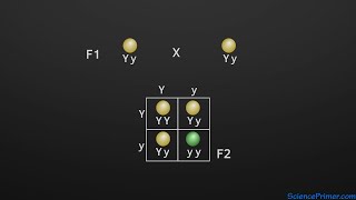 Monohybrid crosses and Mendels principle of segregation [upl. by Sabrina105]