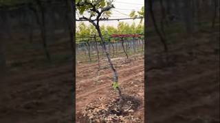 Best low budget grape trellis grapetree grape gardening fruit [upl. by Casavant758]