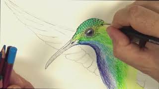 How to Draw a Hummingbird with Colour Pencils [upl. by Modestine]