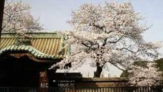 The Bartered Bride Overture Ueno Park Cherry Blossoms [upl. by Asiole]