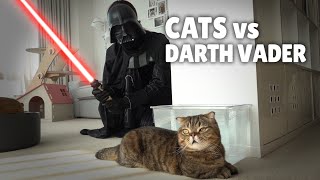 Cats vs Darth Vader  Kittisaurus [upl. by Huba]