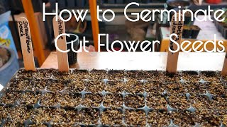 Cut flower germination light vs dark and cold stratification [upl. by Melitta875]