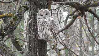 Сова Длиннохвостая неясыть в осеннем лесу  Strix uralensis [upl. by Dambro522]