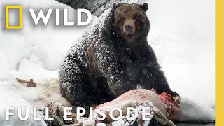 A National Parks Frigid Winter Full Episode  Wild Yellowstone  Nat Geo Animals [upl. by Minsat]