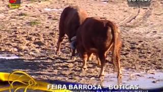 Feira Barrosã  Somos Portugal  TVI  3ª PARTE  BOTICAS [upl. by Noitna127]