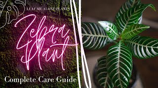 Zebra Plant Aphelandra squarrosa Complete Plant Care Guide For Beginners [upl. by Domingo]