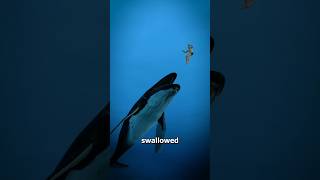 What If A Whale Swallowed You 🐋 🤔  wait for end 😱 shorts youtubeshorts [upl. by Heppman]