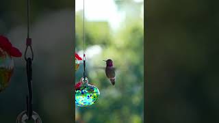 hummingbird hummingbirdshorts [upl. by Chris647]