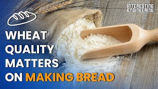 How Its Made Flour [upl. by Llenyt935]