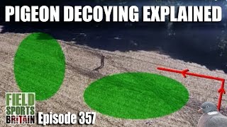 Fieldsports Britain – pigeon decoying explained [upl. by Tserrof27]