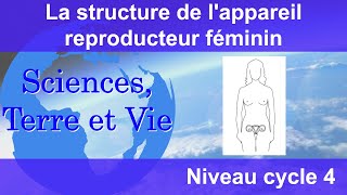 La structure de lappareil reproducteur féminin [upl. by Sholley]