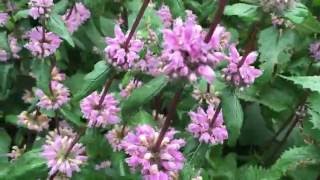 Phlomis tuberosa Amazone Jerusalem Sage Flowers phlomis tuberosa amazone sage jerusalem [upl. by Lladnor666]