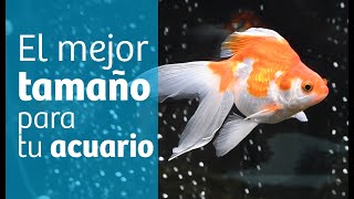 Cómo elegir el tamaño para tu acuario 📐 [upl. by Ultun468]