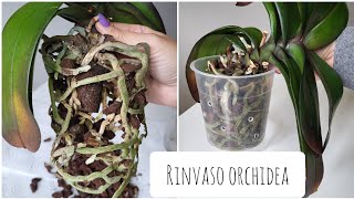 Tutorial rinvaso orchidea orchidea phalaenopsis rinvasoorchidea [upl. by Releehw80]