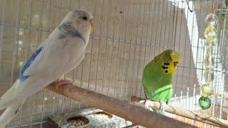 Singing Birds Morning Beautiful Bird Sounds  Relaxation Bird Chirping [upl. by Ylecara787]