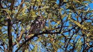 Cactus ferruginous pygmy owl call [upl. by Quenna]