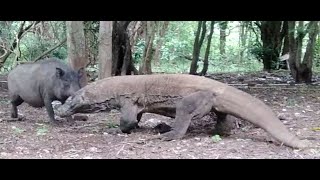 KOMODO DRAGON VS WILD BOARquot [upl. by Onida]