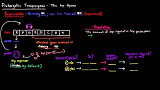 Prokaryotic Transcription Part 4 of 5  The trp Operon [upl. by Eirb]