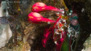 MANTIS MURDER SHRIMP Slow Motion  Smarter Every Day 121 [upl. by Eimerej892]