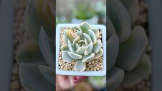 Echeveria Runyonii Variegated echeveria varigated succulent succulentvarieties plants [upl. by Ietta917]