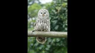 Strix uralensis Ural owl 5 Reaction to the presence of man near the nest [upl. by Vaclav58]