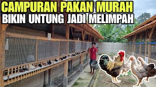 WAJIB TAU CAMPURAN PAKAN MURAH AYAM KAMPUNG💯 [upl. by Irisa967]