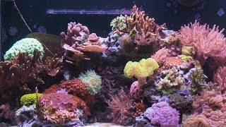 7 Months of Coral Growth in 30 Seconds [upl. by Jule788]