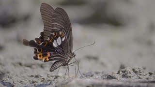 Papilio helenus is a Mormon type butterfly at Manas National Park in Assam India [upl. by Livy52]