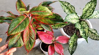 Aglaonema Plant CARE 101 BEST Soil Mix Fertilizer Light amp Water Requirements amp Propagation [upl. by Allred]