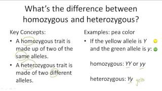 Homozygous v Heterozygous [upl. by Cyndia]