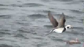 Old Squaw Long Tailed Duck [upl. by Ehtylb]