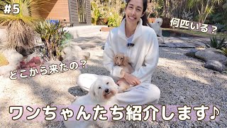 5 ワンちゃんたち ／ Meet the doggies [upl. by Marelya]