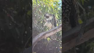 Red shouldered Hawk [upl. by Friday]