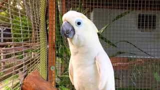 Cockatoo Parrot Talking Waving Dancing amp Singing  Bird Gardens of Naples [upl. by Dagny]