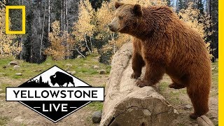 Grizzly Bears in Yellowstone LIVE  Yellowstone Live [upl. by Dustie229]